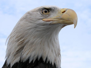 american_eagle