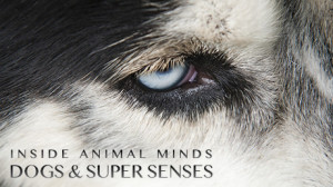 animal_minds_dogs