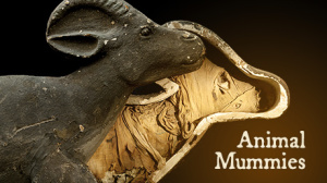 animal_mummies