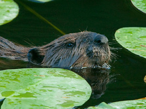 beavers