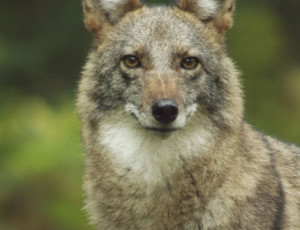 coywolf