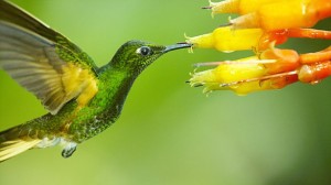 hummingbirds