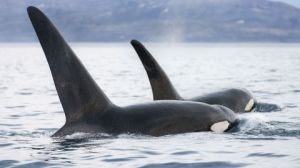 killer_whales