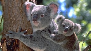 koala