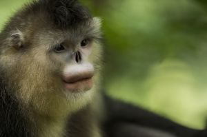 monkeys_shangra-la