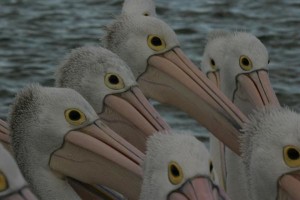 pelicans