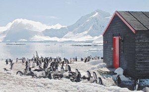 penguin_postoffice2