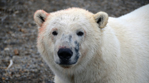 polar_bear