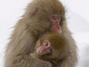 snow_monkeys