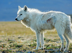 white_wolf