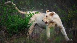 whitelions