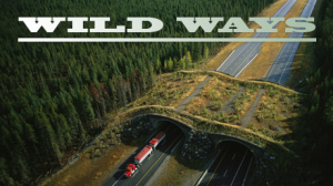 wild_ways