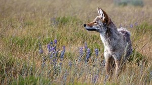 yellowstone_coyote